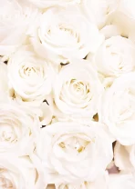 Rosewall_White