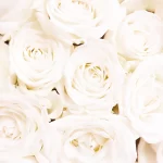 Rosewall_White